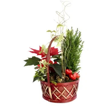 Νεάπολη λουλούδια- Χριστουγεννιάτικη φυτική σύνθεση
