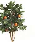 Vignone flowers  -  Orange Plant Flower Bouquet/Arrangement