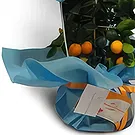 Nea Krya Vrysi flowers  -  New Baby Flower Bouquet/Arrangement