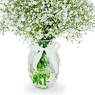 flores de Amã- Bom humor Bouquet/arranjo de flor