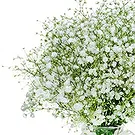 flores de Amã- Bom humor Bouquet/arranjo de flor