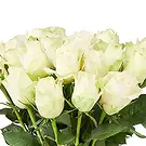 Tilburg Blumen Florist- Weiße Rosen (40cm) Bouquet/Blumenschmuck