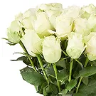 Tilburg Blumen Florist- Weiße Rosen (40cm) Bouquet/Blumenschmuck