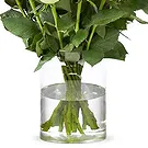 Tilburg Blumen Florist- Weiße Rosen (40cm) Bouquet/Blumenschmuck
