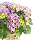 Vignone flowers  -  Hydrangea plant Flower Bouquet/Arrangement