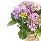 Vignone flowers  -  Hydrangea plant Flower Bouquet/Arrangement