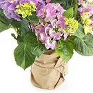 Vignone flowers  -  Hydrangea plant Flower Bouquet/Arrangement