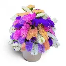 Cala Vadella flowers  -  Colorful Vibes Flower Bouquet/Arrangement
