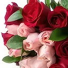 Santa Maria flowers  -  Bouquet of 15 two-color roses Flower Bouquet/Arrangement