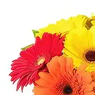 fleuriste fleurs de Bata- Bouquets de joie Bouquet/Arrangement floral
