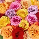 Garhoud flowers  -  Colorful Petals Flower Bouquet/Arrangement