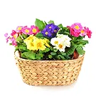 Italy flowers  -  Basket of Primroses Flower Bouquet/Arrangement