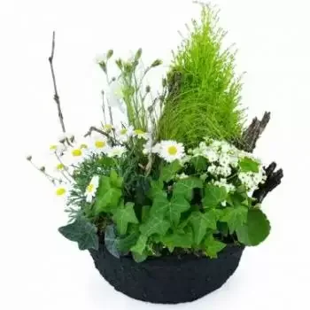 ליון פרחים- הרכב הצמח הלבן של קמומילה פרח משלוח