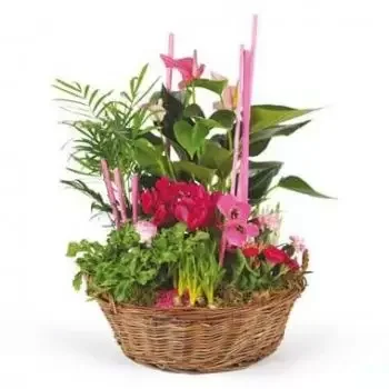 Nice flowers  -  Composition of plants Le Jardin des Druides Flower Delivery