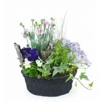 Марсилия цветя- Dulcis лилаво и синьо растителна аранжировка Цвете Доставка