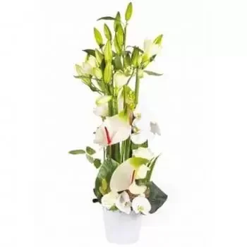 براس بانون الزهور على الإنترنت - تنسيق زهرة المرينغ الأبيض باقة