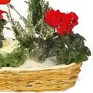 Marseille blomster- Sammensætning af grønne planter & blomster Et Blomst buket/Arrangement