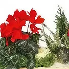 Marseille blomster- Sammensætning af grønne planter & blomster Et Blomst buket/Arrangement