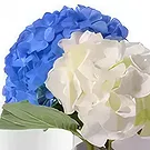 Dubai flowers  -  Cool Blue Flower Bouquet/Arrangement