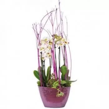 Ривиер-Салее цветя- Чаша с бели орхидеи Comtesse de Ségur Цвете Доставка