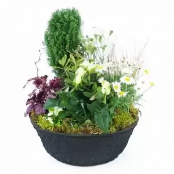 Gvadalupe online cvetličarno - Nubes Bela rastlinska žalna skodelica Šopek
