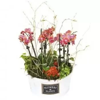 flores Burdeos floristeria -  Taza De Mini Orquídeas Miss Eglantine