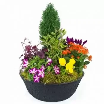 La Condamine flowers  -  Cup of colorful Gaudium plants Flower Delivery