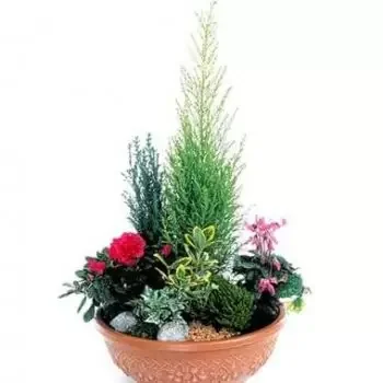 Všetky ostatné mestá kvety- Fuchsia & červená rastlina pohár Garden of Ed Kvet Doručenie