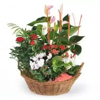 Бордо цветя- Купа за растения La Corbeille Fleurie Цвете Доставка