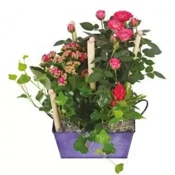 בורדו פרחים- כוס צמחים The Jardin d'Italie פרח משלוח