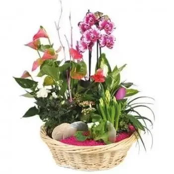 Ліон квіти- Чашка з рослинами Квітковий палац Квітка Доставка