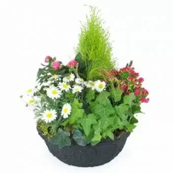 Nouville bloemen bloemist- Hedera Roze & Witte Plantenbeker Bloem Levering