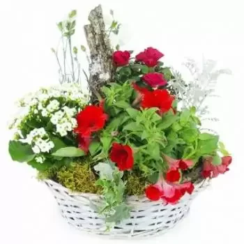 تارب الزهور على الإنترنت - كأس نبات الروبروم الأحمر والأبيض باقة