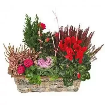 fiorista fiori di bordò- Coppa di piante verdi e rosse Morphée Fiore Consegna