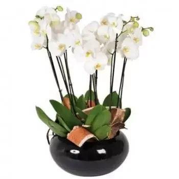 Kiva kukat- Cup of White Orchids Dolly Kukka kukkakimppu