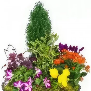 بائع زهور مونبلييه- كوب من نباتات الفرحة الملونة باقة الزهور