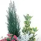 fiorista fiori di Laval- Coppa di piante verdi e fiori Addio Eterna Bouquet floreale