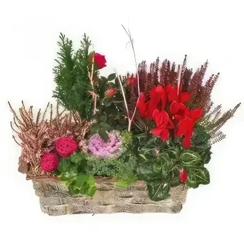 Tarbes cvijeća- Šalica zelenih i crvenih biljaka Morphée Cvjetni buket/aranžman