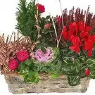 Marseille blomster- Kop grønne og røde planter Morphée Blomst buket/Arrangement