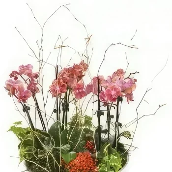 flores Marsella floristeria -  Taza de mini orquídeas Miss Eglantine Ramo de flores/arreglo floral
