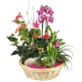 flores de Marselha- Xícara de plantas O Palácio das Flores Bouquet/arranjo de flor