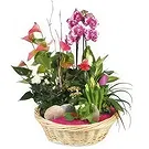 Bayonne flowers  -  Cup of plants The Flower Palace Flower Bouquet/Arrangement