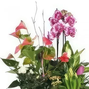 Στρασβούργο λουλούδια- Φλιτζάνι φυτά Το παλάτι των λουλουδιών Μπουκέτο/ρύθμιση λουλουδιών