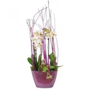 flores Marsella floristeria -  Taza de orquídeas blancas Comtesse de Ségur Ramo de flores/arreglo floral