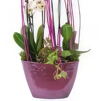 Tarbes цветя- Чаша с бели орхидеи Comtesse de Ségur Букет/договореност цвете