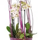 Paříž květiny- Šálek bílých orchidejí Comtesse de Ségur Kytice/aranžování květin