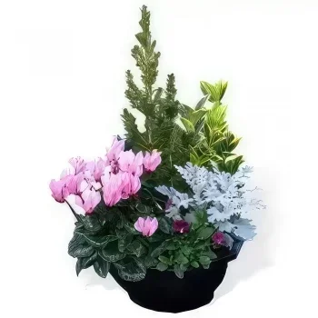 Λιλ λουλούδια- Κοπή φυτών εξωτερικού χώρου Μπουκέτο/ρύθμιση λουλουδιών