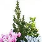 fiorista fiori di Laval- Tagliare piante da esterno Bouquet floreale