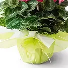 Santa Maria flowers  -  Gift Cyclamen Flower Bouquet/Arrangement