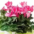 Santa Maria flowers  -  Gift Cyclamen Flower Bouquet/Arrangement